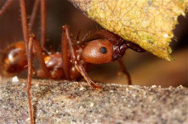 close up of leafcutter ant carrying leaf