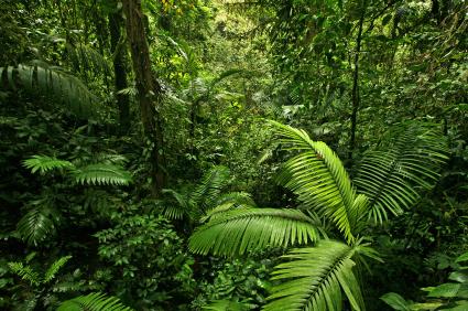 Rainforest scene in Costa Rica