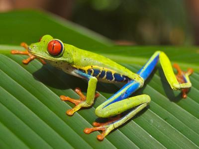 Amazon Rainforest Frog Pictures 