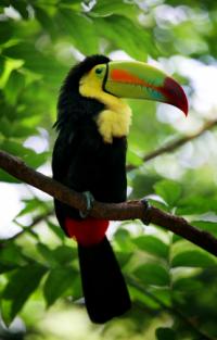 Keel-billed Toucan, Rainbow-billed Toucan (Ramphastos sulfuratus)