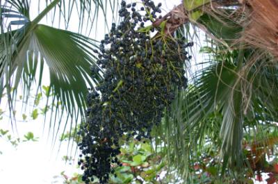 acai berries on acai plant