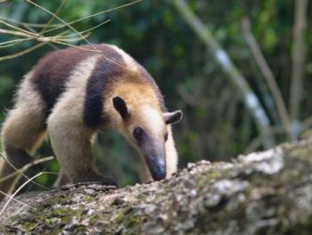 collared anteater in South American Rainforest