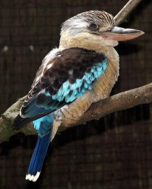 blue winged kookaburra on a branch
