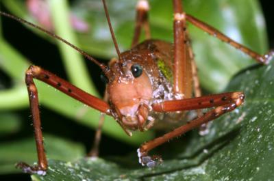 bush cricket resting on leaf in rainforest understory