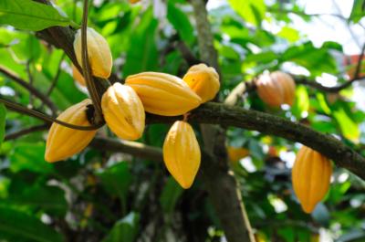 yellow cocao pods in a cacao tree