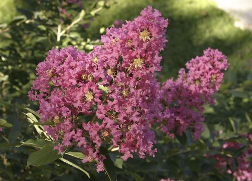 Crepe Myrtle blossom