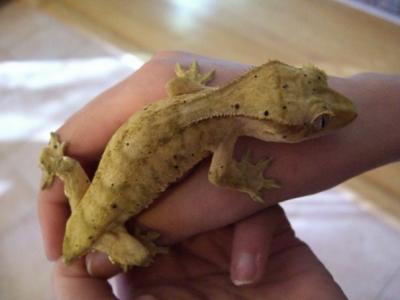 crested gecko