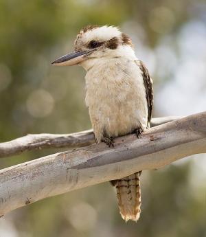 laughing kookaburra (dacelo-novaeguineae)