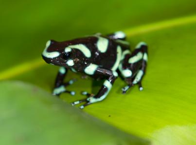 green and black poison arrow dart frog on rainforest leaf