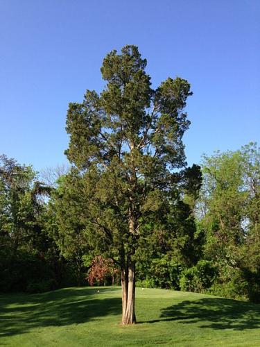 Eastern Red Cedar