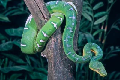 emerald tree boa in rainforest tree