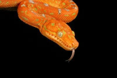 juvenile emerald tree boa showing orange coloration
