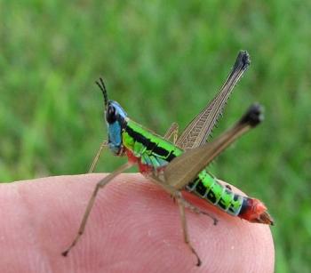 colorful grasshopper (Eumastax) from El Salvadore