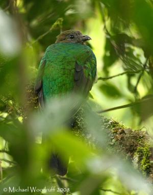 female resplendent quetzal