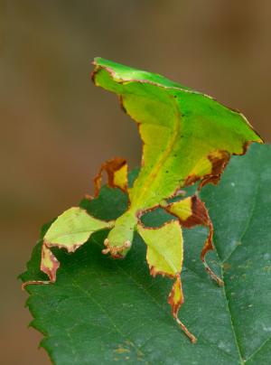 leaf insect (Phyllium giganteum)