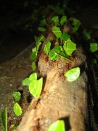 Amazonian leafcutter ants carrying leaves