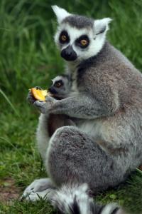 ringtailed lemur mom holding baby lemur and eating an orange