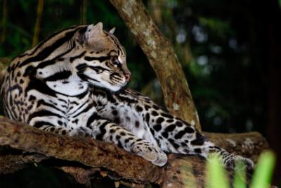 ocelot in rainforest tree