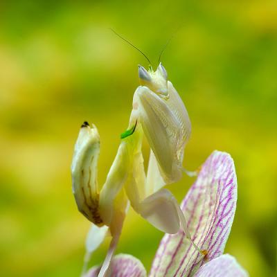 orchid mantis (Hymenopus coronatus) on orchid