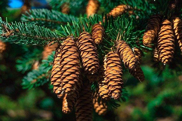 close up of pine cones on pine tree