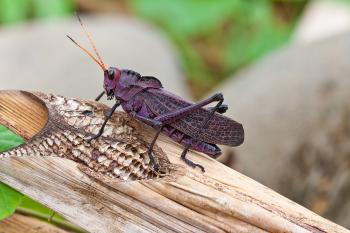 purple grasshopper on a banana leaf