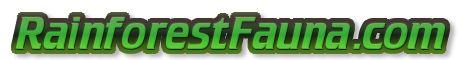 Rainforest Fauna 468 x 60 pixel banner