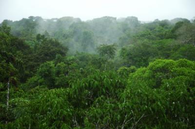 Rainforest Canopy