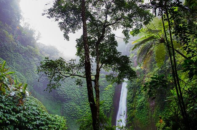 dense rainforest with waterfall