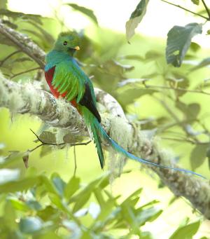 resplendent quetzal in Costa Rican rainforest