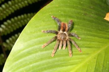 tarantula resting on amazon rainforest leaf